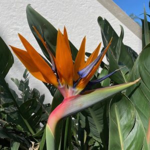 IMG_0681